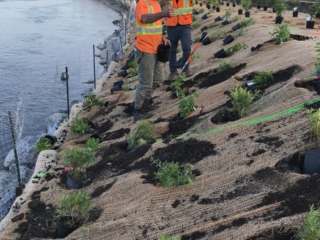 Bank Stabilization, Bio Engineering City of Calgary, DFH Enterprises