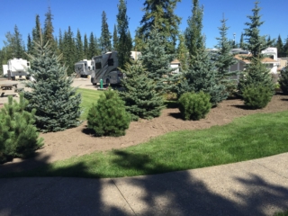 Blue Spruce & Dwarf Mugo Pine Privacy Shelter