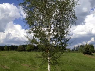 Dakota Pinnacle Birch