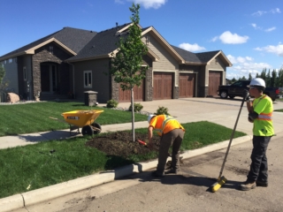 Municipal Planting Camrose