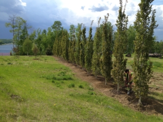 Swedish Columnar Aspen Privacy Row